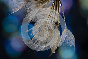 flower fluff, dandelion seeds with dew dop - beautiful macro photography