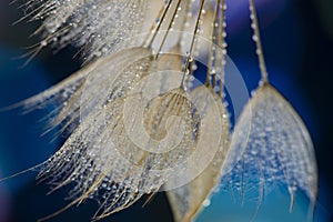 flower fluff, dandelion seeds with dew dop - beautiful macro photography