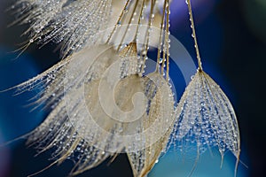 flower fluff, dandelion seeds with dew dop - beautiful macro photography