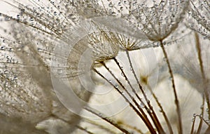 flower fluff, dandelion seeds with dew dop - beautiful macro photography