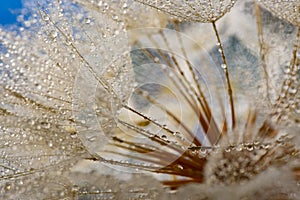 flower fluff, dandelion seeds with dew dop - beautiful macro photography