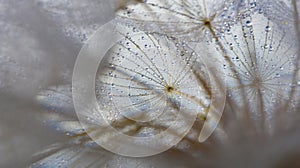 flower fluff, dandelion seeds with dew dop - beautiful macro photography