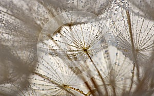 flower fluff, dandelion seeds with dew dop - beautiful macro photography