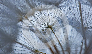 flower fluff, dandelion seeds with dew dop - beautiful macro photography