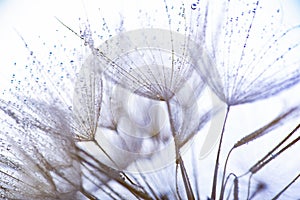 flower fluff, dandelion seeds with dew dop - beautiful macro photography