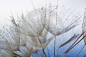 flower fluff, dandelion seeds with dew dop - beautiful macro photography