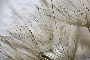 flower fluff, dandelion seeds with dew dop - beautiful macro photography