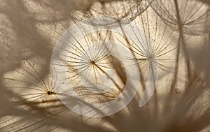 flower fluff, dandelion seeds with dew dop - beautiful macro photography