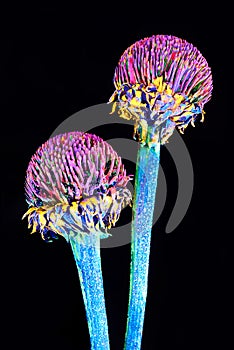 Flower with fluorescent colour.