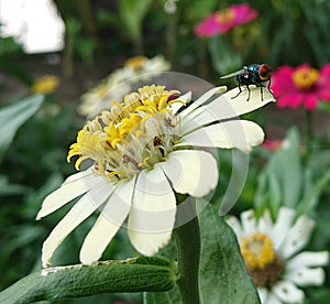 The flower and the fly that is being Flowers and flies that are being up to