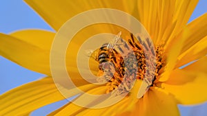 Flower fly with great detail on a beautiful yellow sunflower with a striking smooth blue sky background - Taken at the Eloise Butl