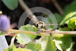 Flower Fly or Hoverfly, Eupeodes luniger, female resting on green foliage close-up face view, wings spread on a green background