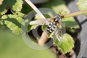 Flower Fly or Hoverfly, Eupeodes luniger, yellow and black female on green foliage close-up on a leafy background