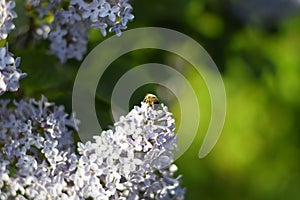 Flower fly on lilac flowers