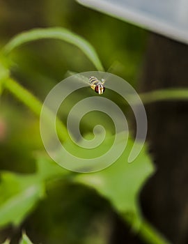 Flower fly over a garden