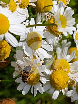 A flower fly perched on white chamomile flowers on a summer day. White wildflowers. Pollination of plants by insects. bee-like