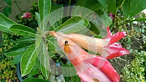 A flower fly (syrphid fly) that lands on an adenium obesum flower.