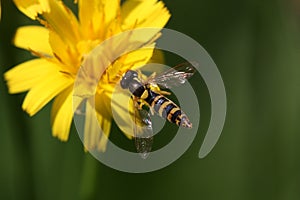 Flower-fly on yellow flower