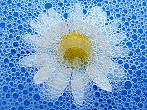 Flower in foam
