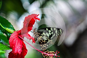 Flower focus butterfly on it photoshot