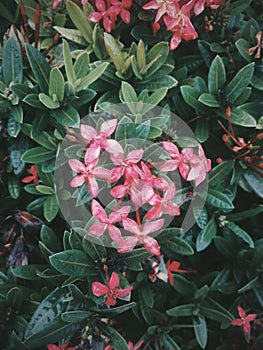 Flower focus Ixora Santan photo