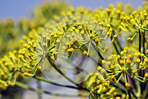 Flower of Foeniculum vulgare photo