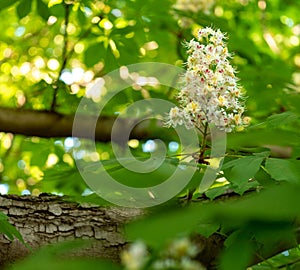 Flower and foliage of chestnut tree