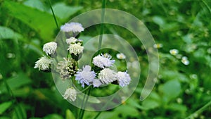 Flower in Forest east nusa tenggara photo