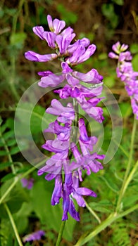 Flower forest istanbul turkiye landscape