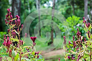 Flower in the forest at Mondulkiri