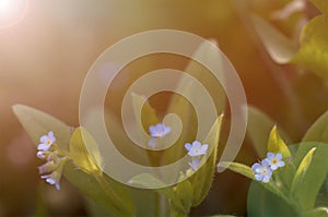 Flower forget-me-not blue in the setting sun