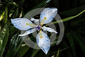 Flower of Fortnight Lily photo