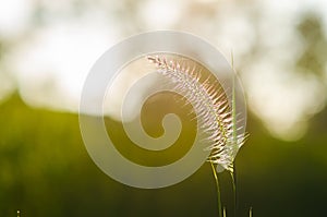 Flower foxtail weed