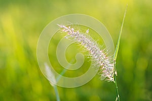 Flower foxtail weed