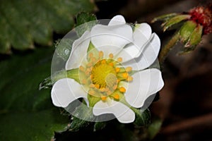 Flower of Fragaria x ananassa, Garden strawberry