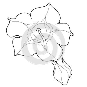 Flower Of Fragrant Tobacco. Coloringbook.