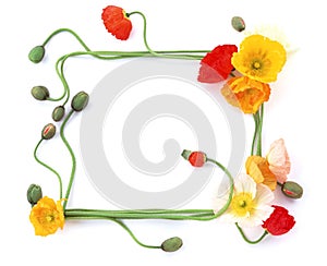 Flower Frame-2