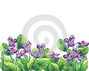 Flower frame of the Fragrant violets English Sweet Violets, Viola odorata photo