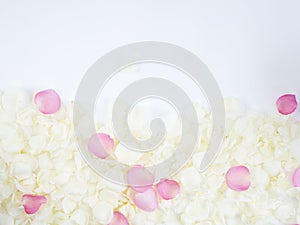 Flower frame made of rose petals