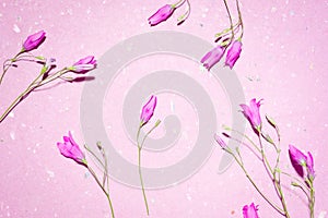 Flower frame on pink background. Beautiful, blooming beauty backdrop composition. Greeting card, wedding, summer, spring