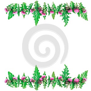 Flower frame of rows of green leaves and twigs and thorns with blooming Thistle flowe