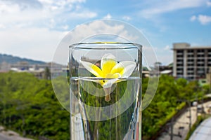 Flower of Frangipana in a glass with water against a background of nature.