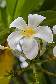 Flower of frangipani
