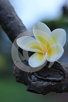 Flower - frangipanier