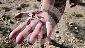 flower of Frankincense Tree in Oman