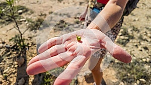 flower of Frankincense Tree in Oman