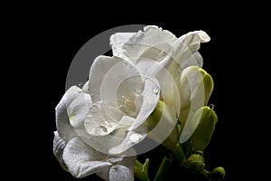 Flower of Freesia with drops of water on a black background