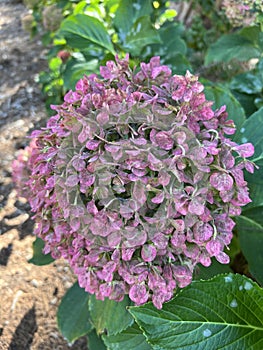 Flower - French hydrangea