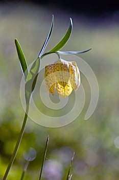 flower FritillÃ¡ria meleÃ¡gris in a forest glade