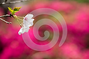 Flower in front of pink